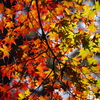 The Gradation
