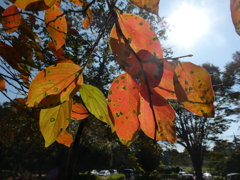 紅葉、始まる(4)