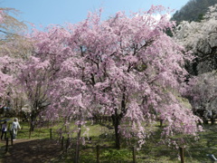 清雲寺の紅八重枝垂桜(3)