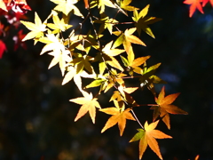 平林寺の紅葉(締め)