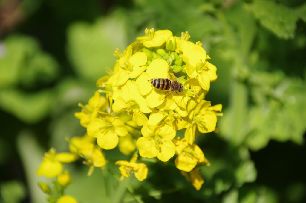 三浦海岸の菜の花