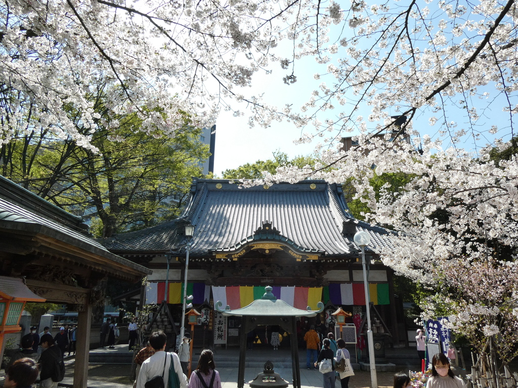 春の蓮馨寺(3)