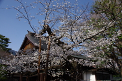 令和７年 東京の桜標本木(１)
