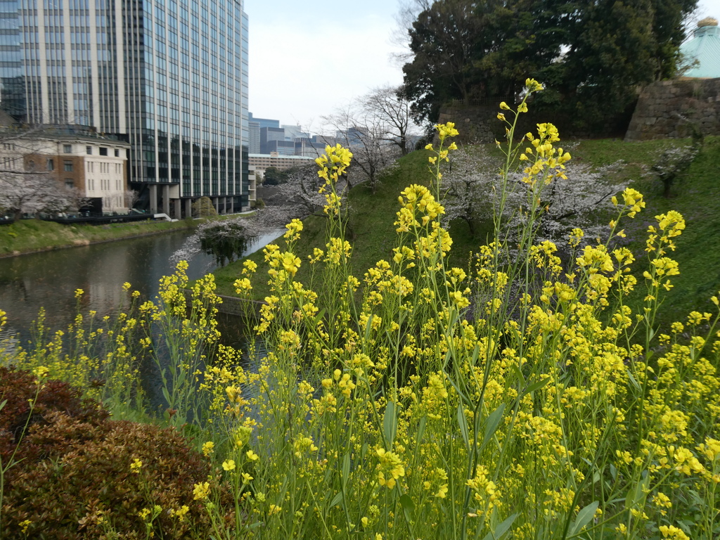 千鳥ヶ淵の菜の花