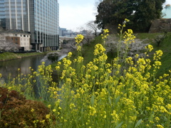 千鳥ヶ淵の菜の花