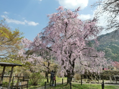 長泉院の八重紅枝垂桜(1)