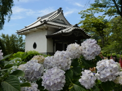 能護寺虚空蔵堂と紫陽花