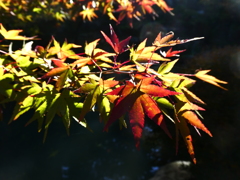 ステンドグラス風紅葉