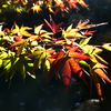 ステンドグラス風紅葉