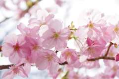 元三島神社の河津桜(１)