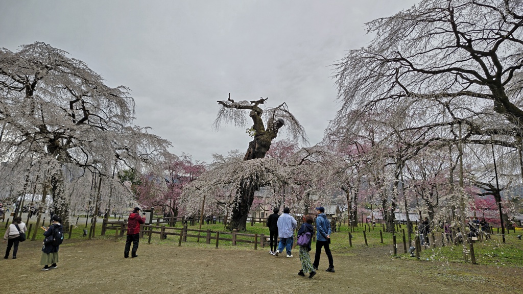 清雲寺の枝垂桜パノラマ写真