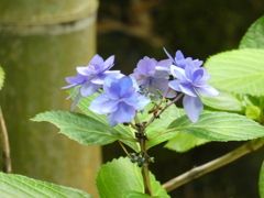 長谷寺の紫陽花(11)