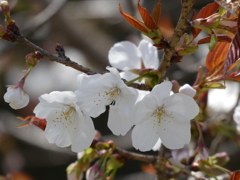 山桜と大島桜の交配種