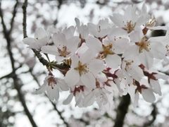 高麗神社の彼岸桜(3)