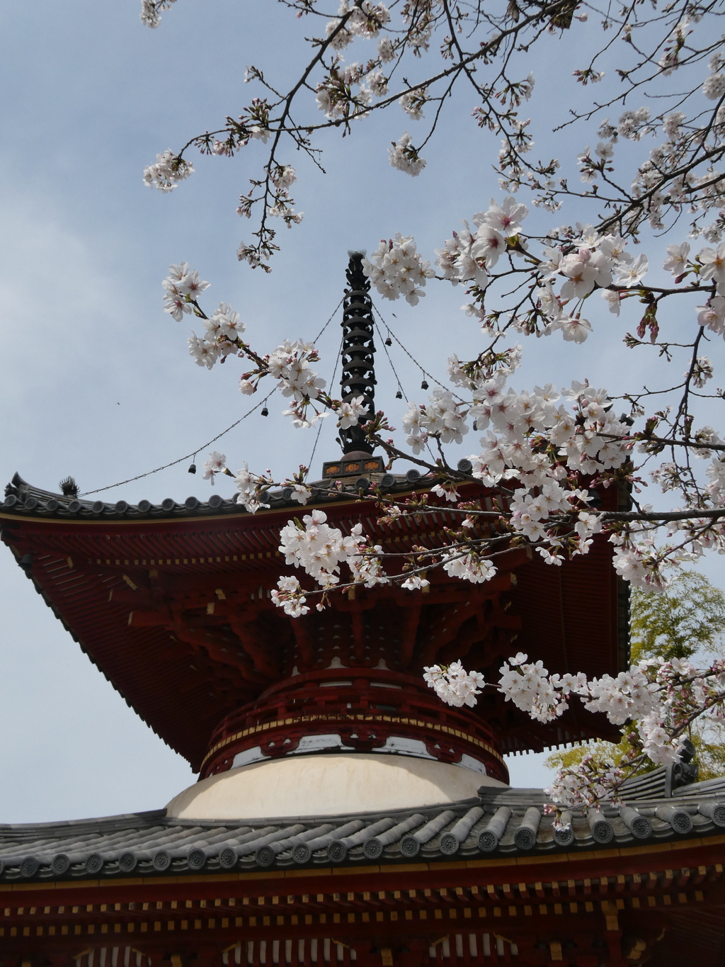 多宝塔と染井吉野(1)