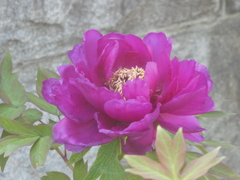 本覚寺の牡丹(紫)