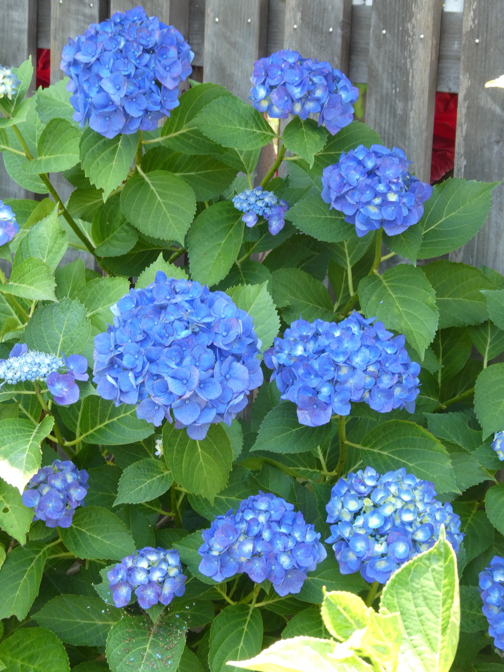 空のように青い紫陽花