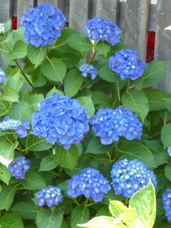空のように青い紫陽花