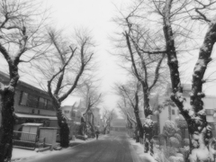 雪の桜並木