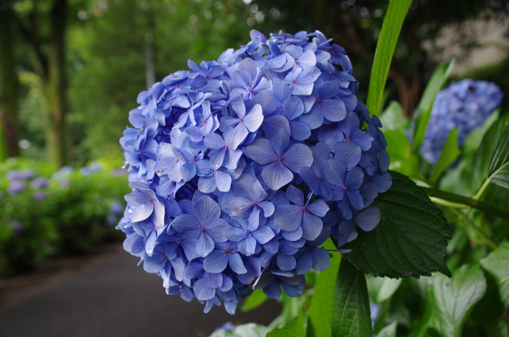 堀之内妙法寺の紫陽花(4)