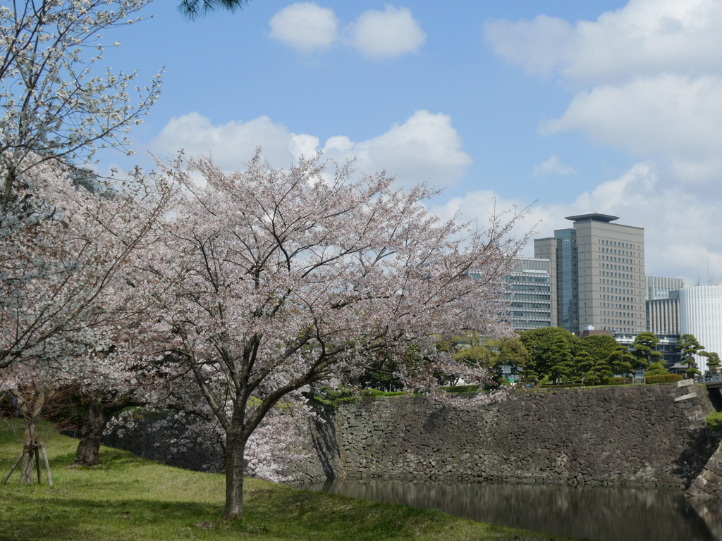 乾通りの桜と丸の内