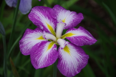 智光山公園の花菖蒲(6)