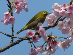 河津桜とメジロ(1)