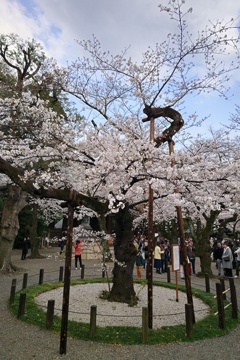 令和７年 東京の桜標本木(３)