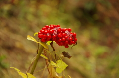 マムシグサの実