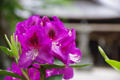 大宝八幡宮の石楠花(赤紫)