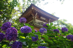 浄智寺鐘楼門と紫陽花(２)