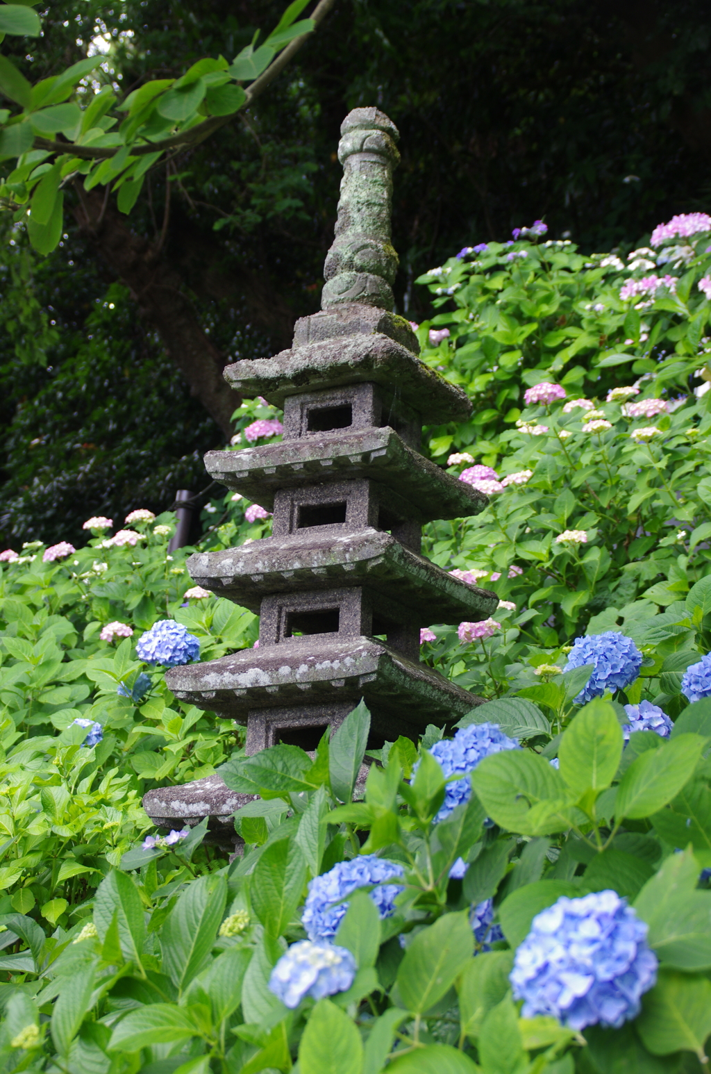 石塔と紫陽花たち