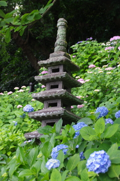 石塔と紫陽花たち