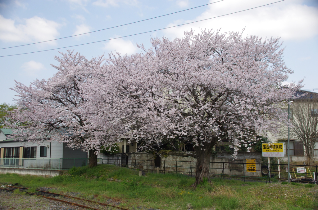 下館駅の桜