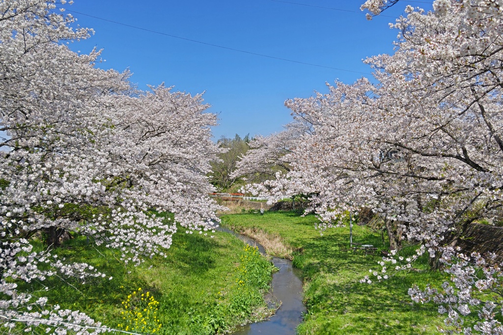 昭和橋から見た桜