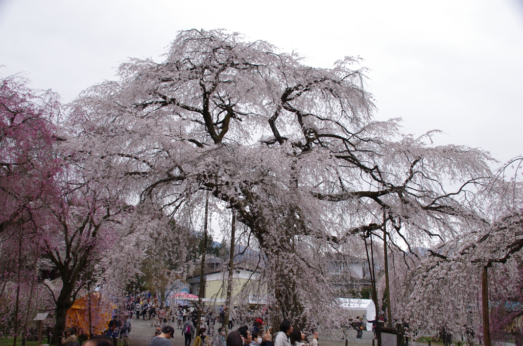 清雲寺の枝垂桜(7)