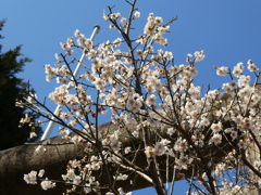 櫻木神社の梅