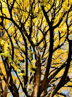 燃え上がる炎のようなイチョウの枝