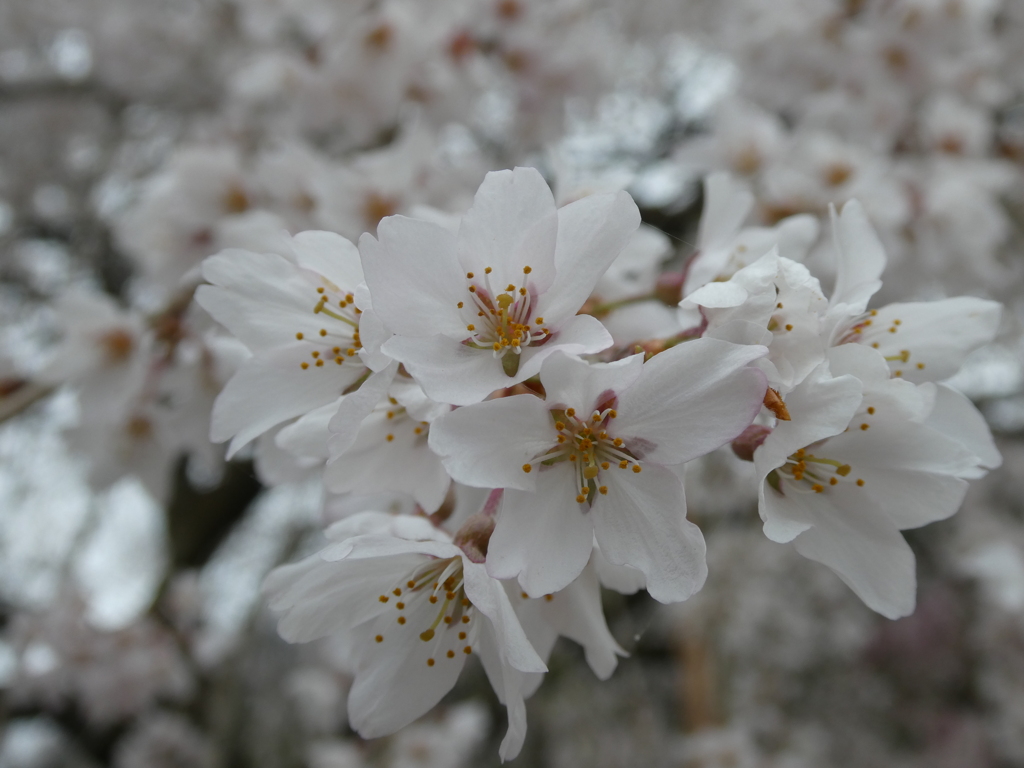 清雲寺の枝垂桜(10)