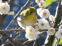 ふくらメジロ(１)