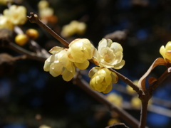 霞野神社の蝋梅(2)