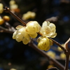 霞野神社の蝋梅(2)