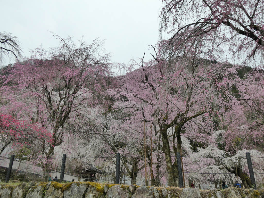 花盛り清雲寺
