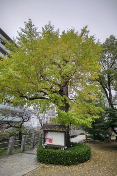 松戸神社の銀杏、色づく