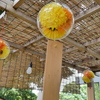 菊の風鈴