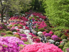 根津神社のつつじ(6)