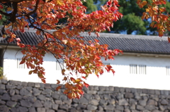 富士見多聞とトウカエデの紅葉(2)