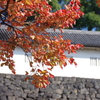 富士見多聞とトウカエデの紅葉(2)