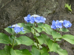報国寺の紫陽花(3)