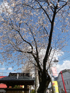 益子鹿島神社の山桜(ほぼ全景)